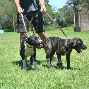 Mendiolaza: en septiembre llega la segunda exposición abierta de perros raza Pampa Argentino