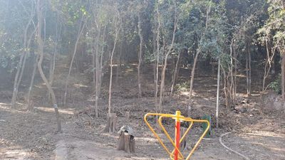 Avanza el control de siempreverdes en Mendiolaza