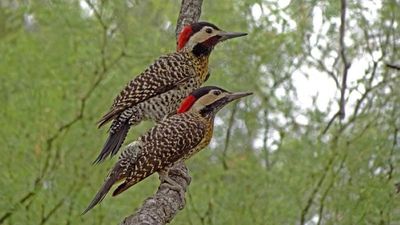 Más de 100 especies de aves en Mendiolaza