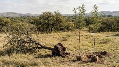 Compensación ambiental en Mendiolaza